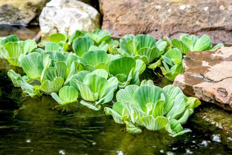 Pond Plants